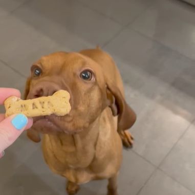Maya - dog biscuit